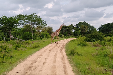 Visita de um dia ao Parque Nacional MikumiViagem diurna ao Parque Nacional Mikumi saindo de Zanzibar (voo)