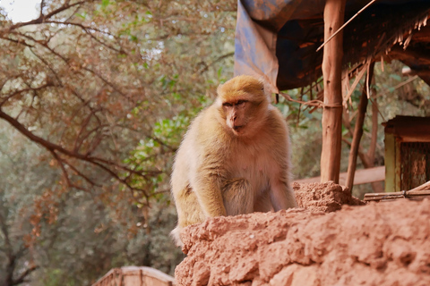 From Marrakech: Ouzoud Falls Day Trip Shared Tour