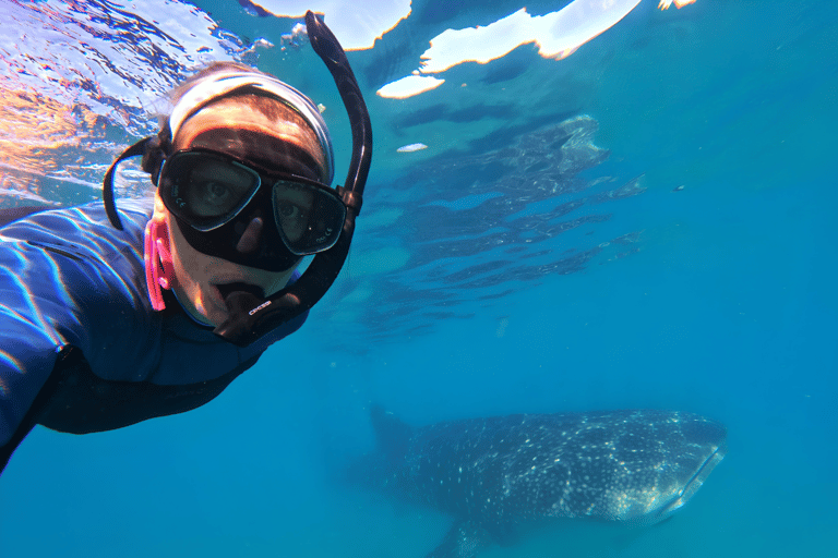 La Paz: Whale Shark, Sea Lions & Balandra Tour