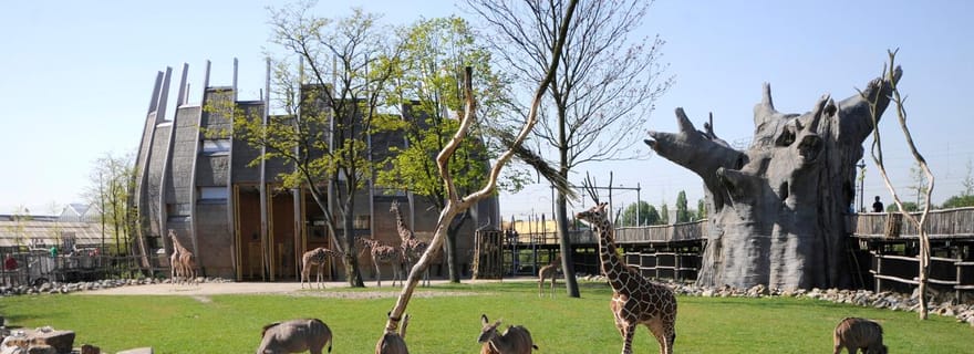 Roterdã: Ingresso de Entrada para o Zoológico de Roterdã Blijdorp