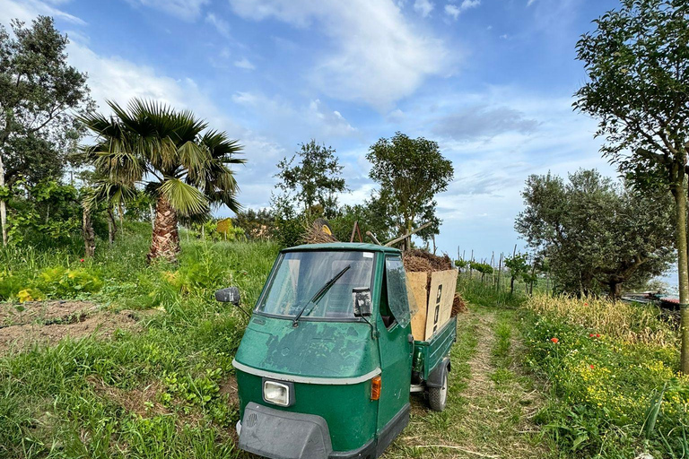 Positano: Cooking class and tasting with a view of Li Galli Positano: Cooking class and tasting with a view of the Li Galli