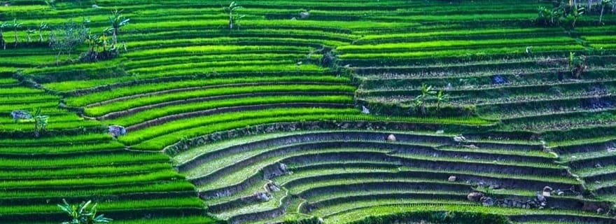 Yogyakarta : Temple de Selogriyo et trekking doux dans les rizières