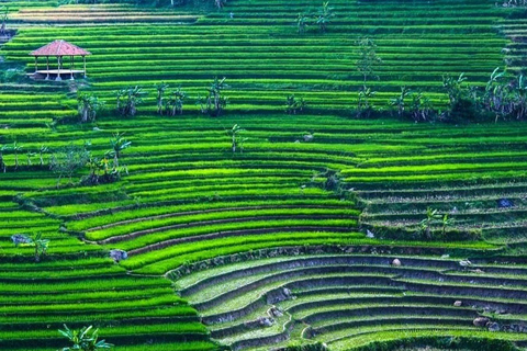 Yogyakarta: Selogriyo Tempel en Rijstterras Zachte trektocht