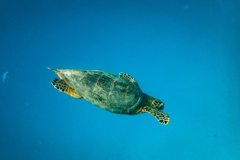 From Santa Cruz: Floreana, Enderby, and Punta Cormorant Tour