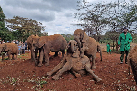 Nairobi: rondleiding door het olifantenweeshuis en het giraffencentrum