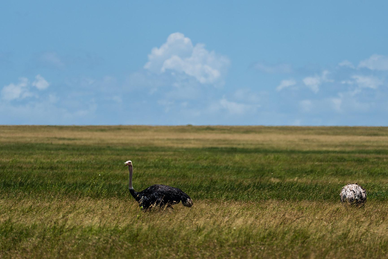From Zanzibar: 2-Day Serengeti Park Safari Tour with Flights