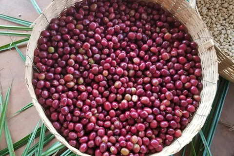 Addis Ababa: Coffee from Bean to Cup Experience