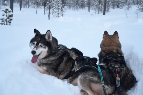 Ivalo - Saariselkä: Paseo de los huskies por la naturaleza