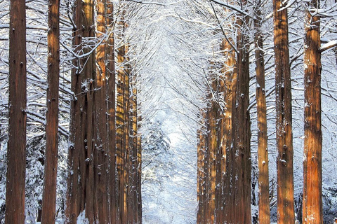 Seoul: Private Luxury Scenic Escape | Beyond Nami Island