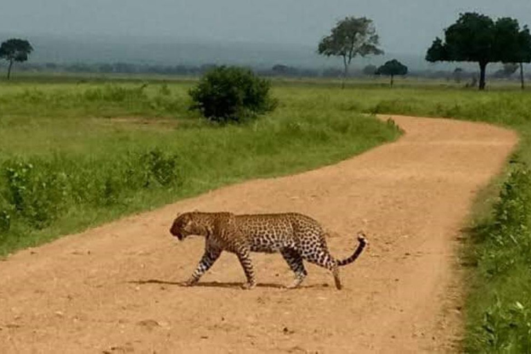 Sansibar: Safari Tagestour von Sansibar nach Mikumi