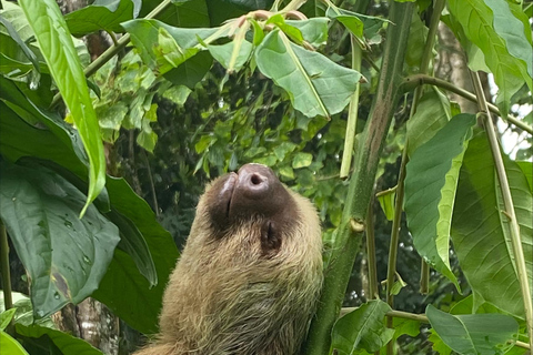 Cahuita: Begeleide wandeling door het Nationaal Park Cahuita