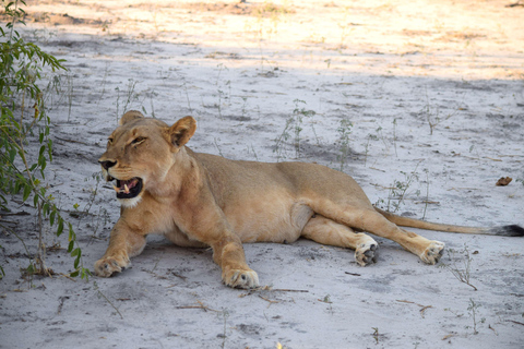 Victoria Falls: Safari game drive tour 3 hours