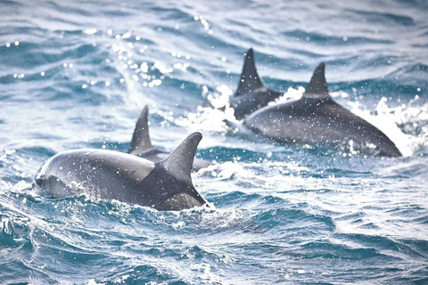 NYC : croisière d&#039;observation des baleines au départ de ManhattanNew York : croisière d&#039;observation des baleines au départ de Manhattan