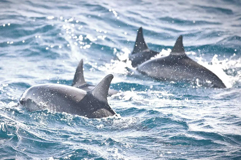 NYC : croisière d&#039;observation des baleines au départ de ManhattanNew York : croisière d&#039;observation des baleines au départ de Manhattan