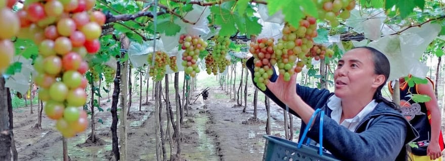 Excursion de Madurai aux collines de Megamalai : vignoble et plantations de thé