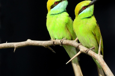 Sri Lanka: 6-Day Photography Tour with Hotel & Guide