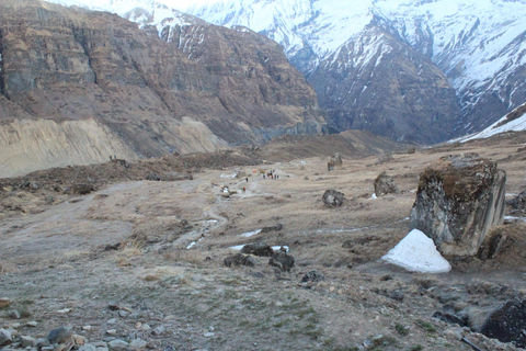 Från Kathmandu: 14 dagars Poon Hill &amp; Annapurna Base Camp Trek