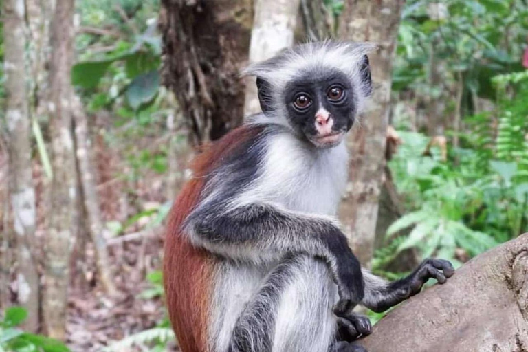 桑给巴尔：蒙滕德秘境海滩、库扎洞穴与乔扎尼森林之旅私人观光（含酒店接载服务和入场费）