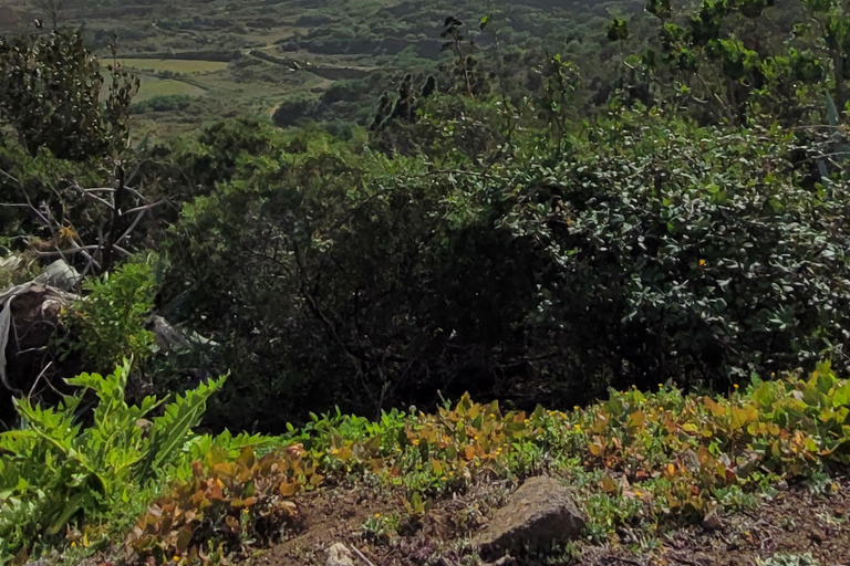 Teno: Circular hike from Erjos over the mountain ridge with views of Masca