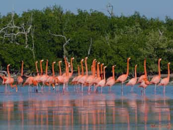 Desde Valladolid: Excursión de un día a Río Lagartos y Ek Balam