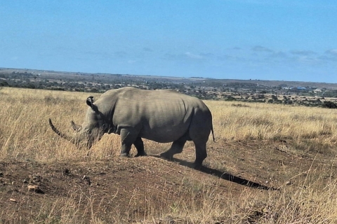 Parc national de Nairobi : demi-journée de safari.