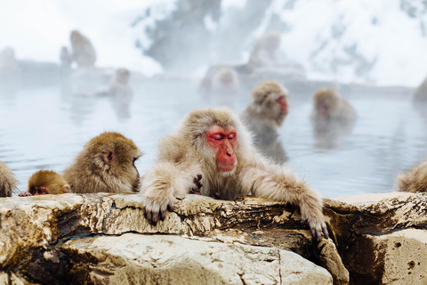 De Tóquio: Nagano, Templo Zenkoji, viagem de 1 dia para os macacos da neve.