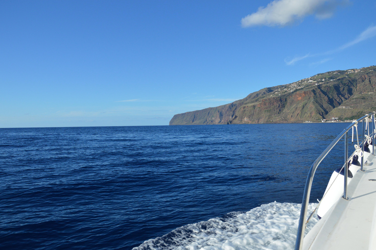 Madeira: Whale and Dolphin Watching Private Cruise Gringo Yacht Whale and Dolphin Watching Private Charter