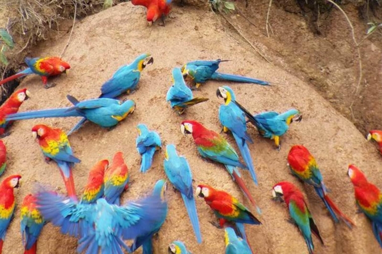 Puerto Maldonado: Wycieczka z papugą i makolągwą.Wycieczka do El Chuncho, lizawki z gliny dla papug i makaków