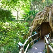 Gold Coast: HOHO + Glow Worms & Skywalk Rainforest Walk Gold Coast: HOHO + Glow Worms & Skywalk Rainforest Walk