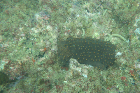 Tour in catamarano con le iguane e snorkeling