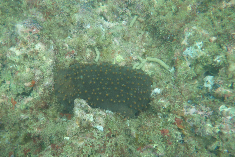 Tour in catamarano con le iguane e snorkeling