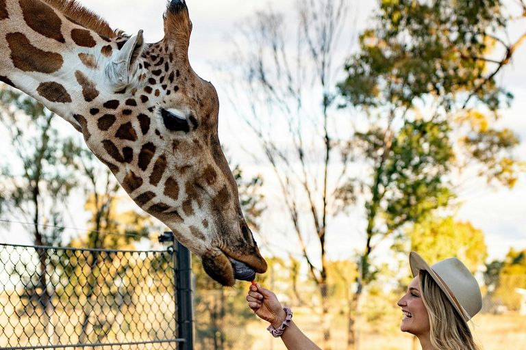 Elephant Orphanage & Giraffe Center Tour