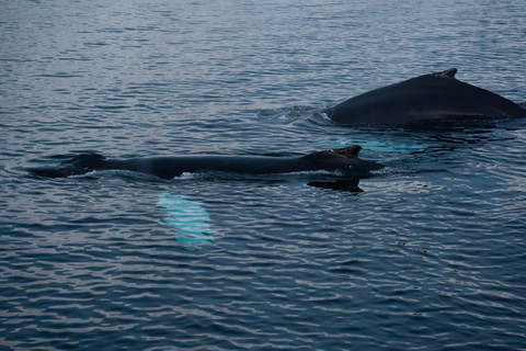 From Tromsø: Whale Watching Safari on High-Speed Catamaran