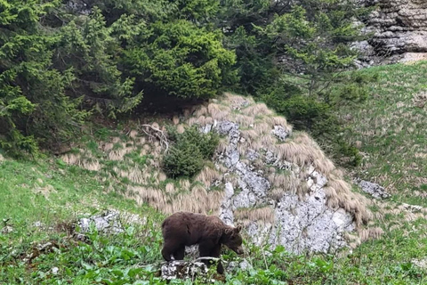 Brașov: Seven Ladders Canyon Guided Hike with Pickup