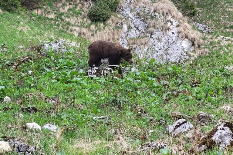 Brașov: Seven Ladders Canyon Guided Hike with Pickup
