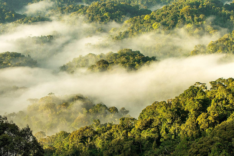 Kigali: 2-Day Nyungwe Canopy Walk, Zipline & Waterfall Tour
