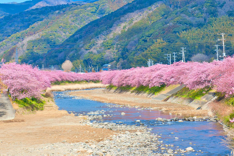 Excursion d&#039;une journée à la source d&#039;eau chaude Sakura Special Kawazu Sakura StrawberrySortie Shinjuku Ouest