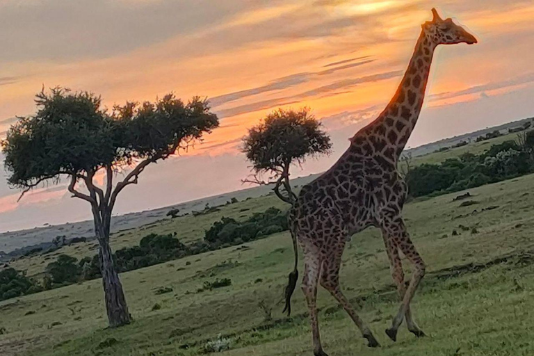 Nairobi: 3-Day epic trip to Maasai Mara Reserve with meals 3 days, 2 nights private safari to Mara in a tourist VAN