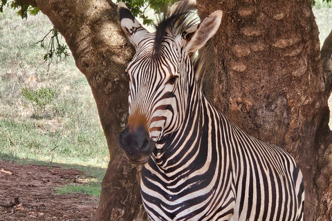 Safari at Lion and Rhino Park / Lesedi Culture Village