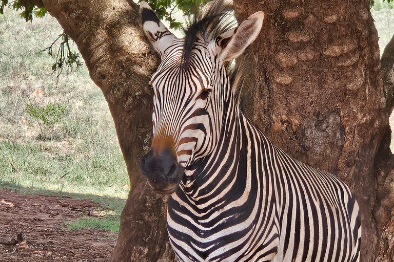 Safari at Lion and Rhino Park / Lesedi Culture Village