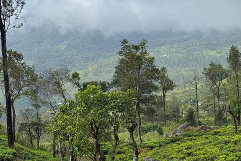 Kandy: Sir James Taylor’s Loolkandura Tea Heritage Hike