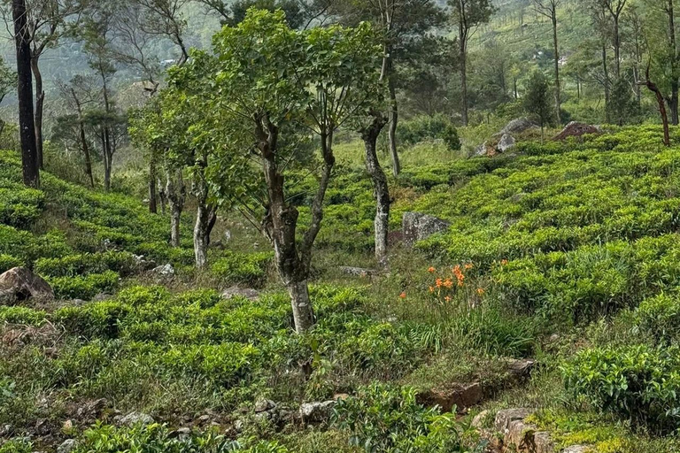 Kandy: Sir James Taylor’s Loolkandura Tea Heritage Hike