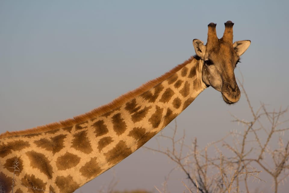 dunas safari windhoek