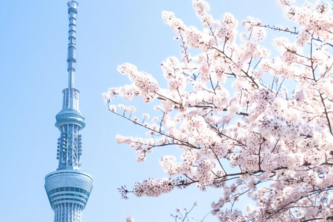 Cherry Blossom Seasonal Special: Classic Tokyo Day Tour Includes beef set meal