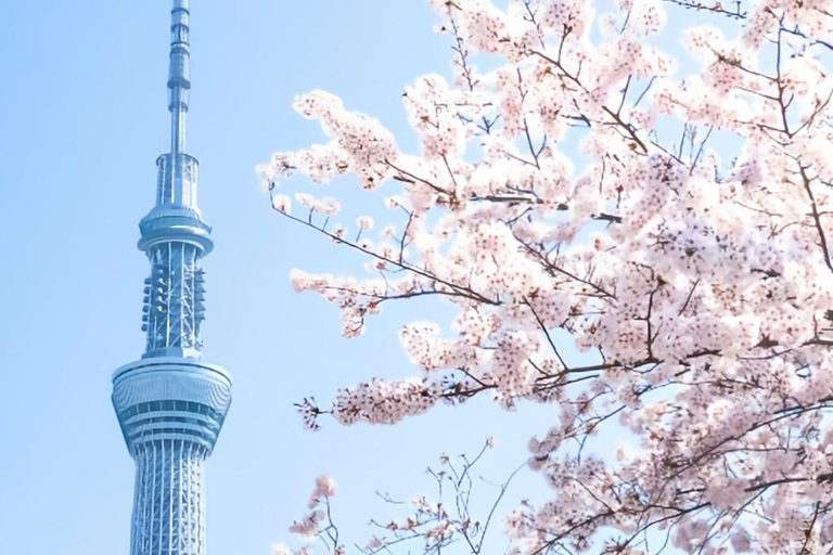 Cherry Blossom Seasonal Special: Classic Tokyo Day Tour Includes beef set meal