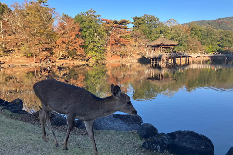 Nara: Private Car Tour of Hidden Gems & Ancient Icons