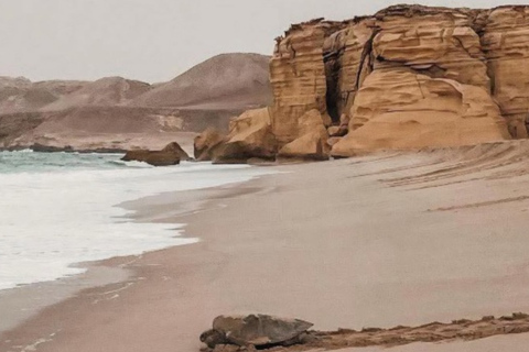 From Muscat: Ras Al Jinz Turtle Reserve Guided Tour