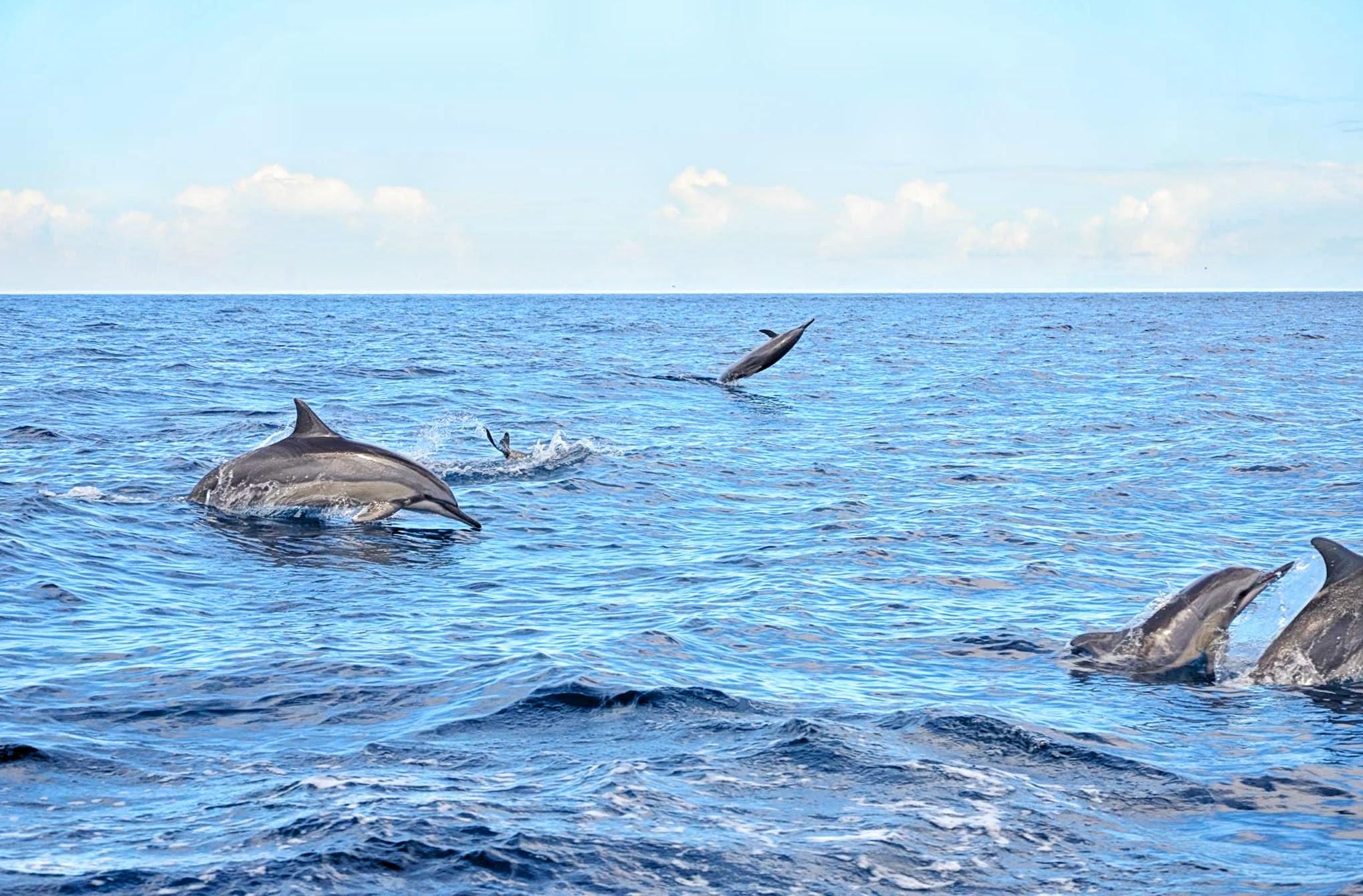 Mauritius: Wilde Delfine, Macondé & Abenteuerpark-Tour