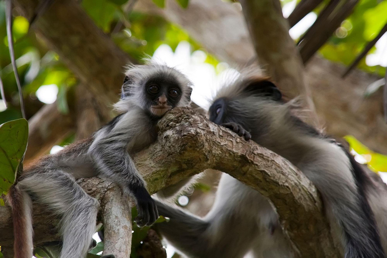 Zanzibar : Forêt de Jozani, promenade dans la nature et visite de la faune et de la flore