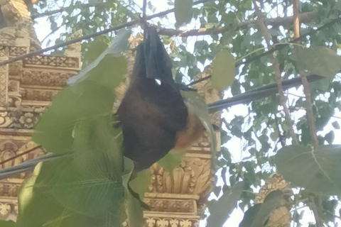 Battambang: escursione alla grotta dei pipistrelli con giro sul treno di bambùTreno serale Bamboo Train, pioggia, grotta dei pipistrelli giganti e grotta dei pipistrelli
